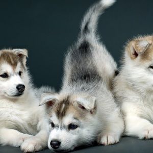 Meet your Posher, Filippa